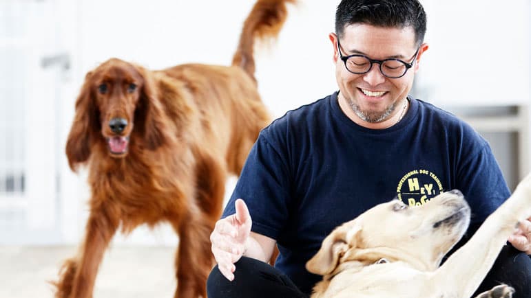 大阪発・世界中の愛犬を幸せにする仕事。ヘイドッグズのビジョンと求める人物像を徹底解剖