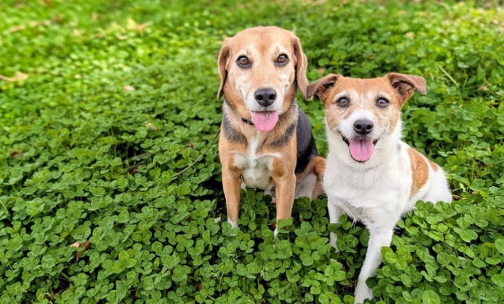 【社員インタビュー】元・動物病院スタッフが選んだキャリア「しつけで世界中の愛犬を幸せにする仕事」とは