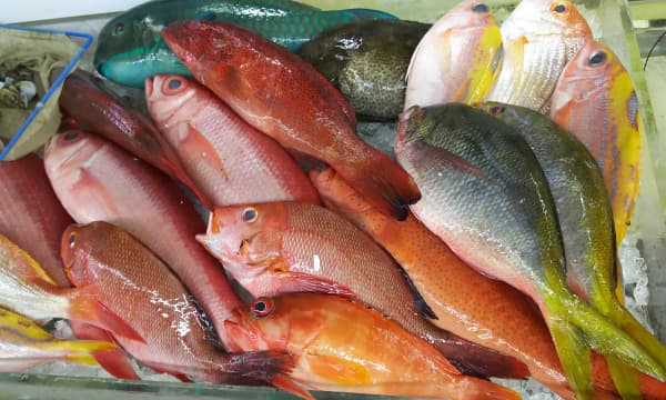 【水産・食品輸出の業界研究】“ノルウェーサーモンの次”を狙う日本発スタートアップのリアル