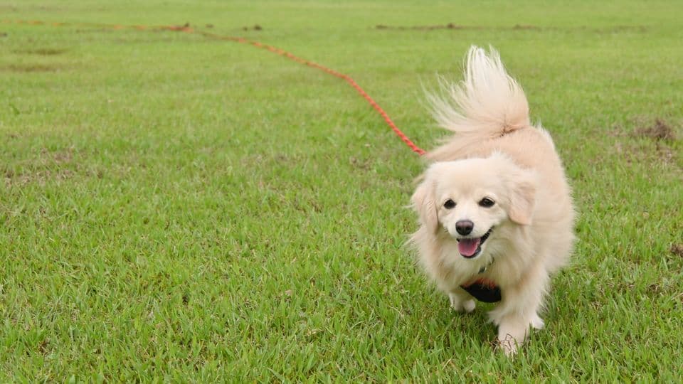 「3K」と言われた動物業界は本当にブラックなのか？犬のしつけ・ようちえん業界のリアルな働き方と見極め方
