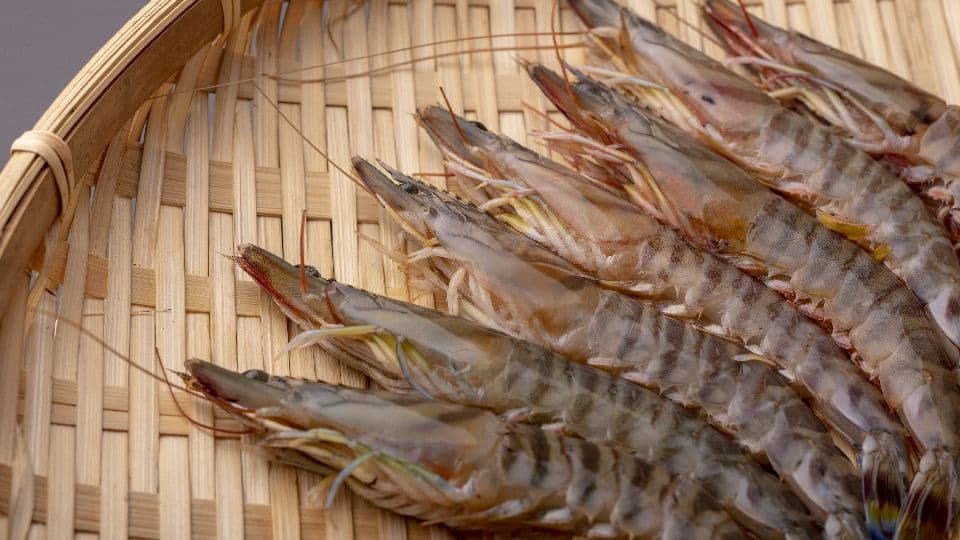 地域から世界へ！「養殖」最前線のイノベーションとは