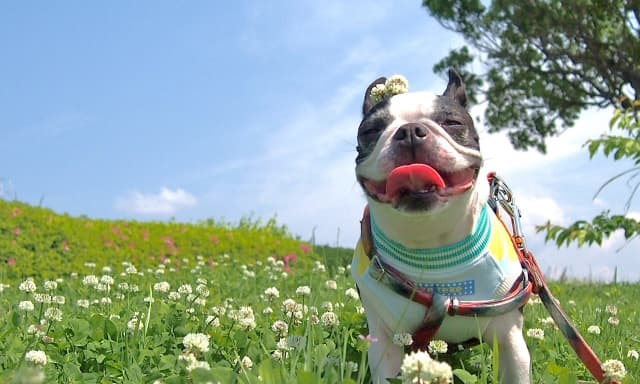 「世界中の愛犬を幸せにする仕事」って実際どうなの？ヘイドッグズのミッションに共感して入社した先輩たちの本音座談会
