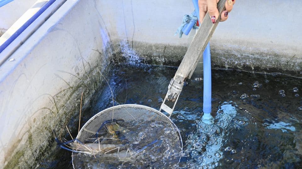 サステナブル水産・養殖ビジネス最前線｜オニテナガエビ養殖から見る“これから伸びる業界”の見極め方