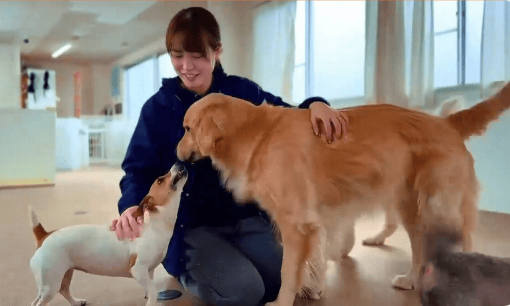 犬のようちえんトレーナーってどんな仕事？1日のタイムスケジュールと「リアルなやりがい・大変さ」全部見せます