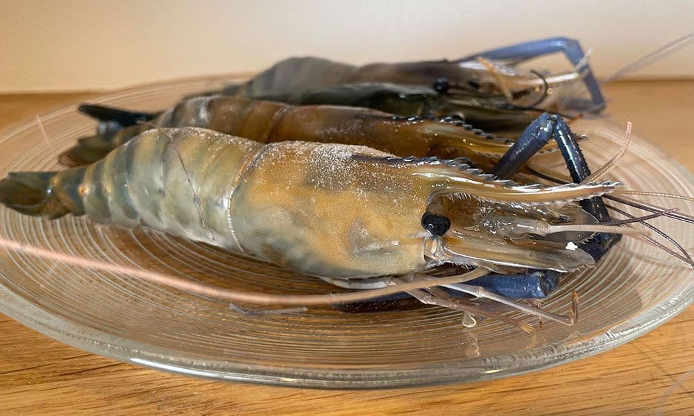 サステナブル水産・養殖業界の“これから10年”を予測｜オニテナガエビ養殖から読み解く成長マーケットの歩き方