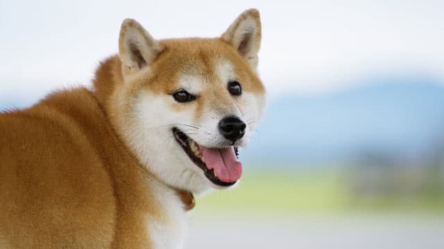【代表インタビュー】殺処分ゼロを本気で目指すドッグトレーナー集団HeyDogsの原点とこれから