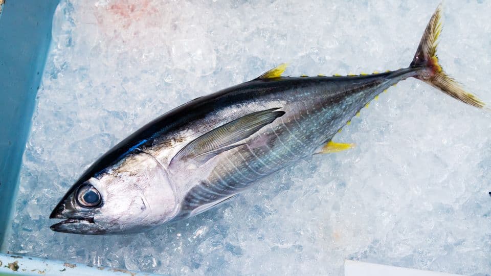 板前を目指す人へ|市場で魚を“目利き”してから提供するまで。創作料理店のキッチンスタッフの仕事を分解してみた