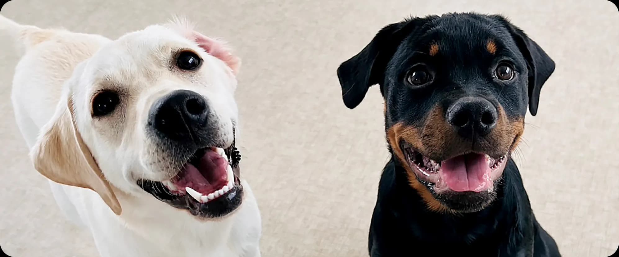 犬のプロとして“一生モノのキャリア”をつくる。ヘイドッグズの育成・独立支援をぜんぶ見せ